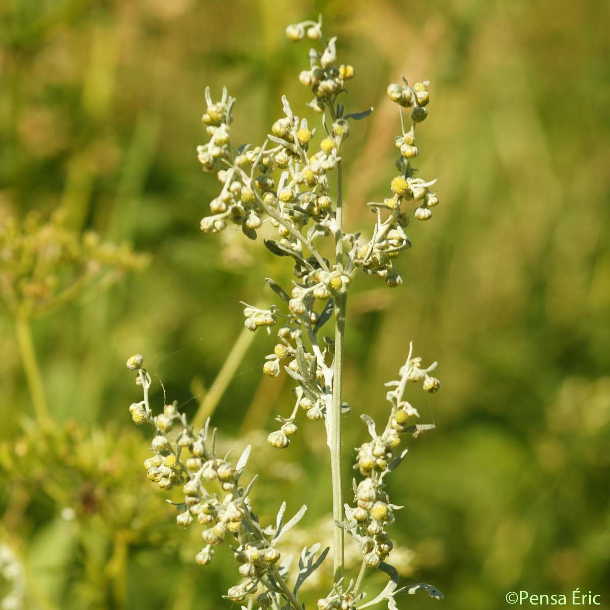 Absinthe - Artemisia absinthium