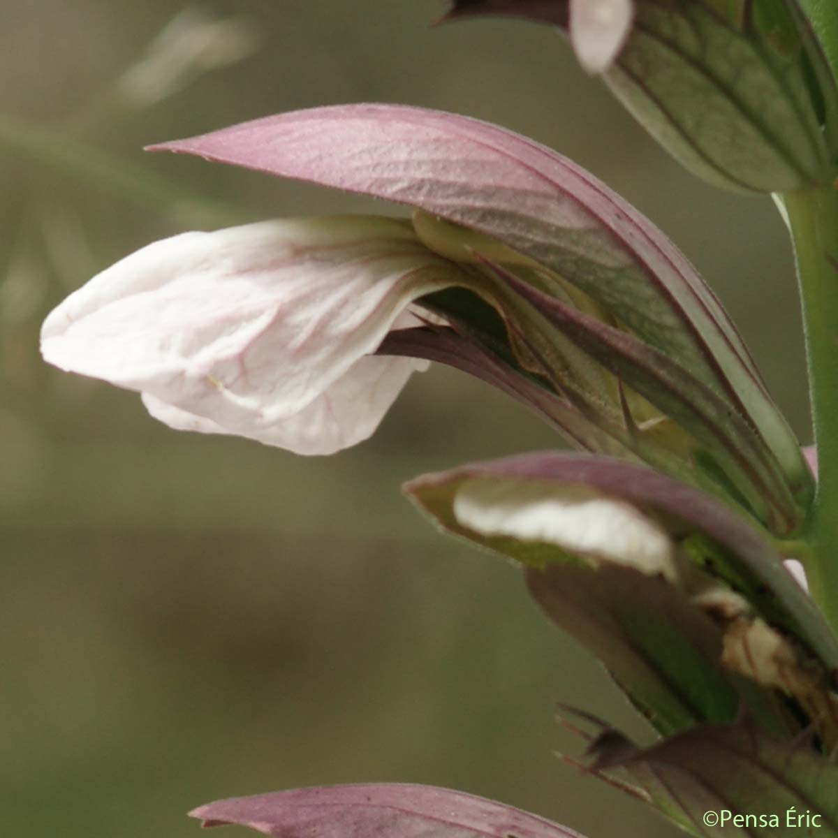 Acanthe à feuilles molles - Acanthus mollis