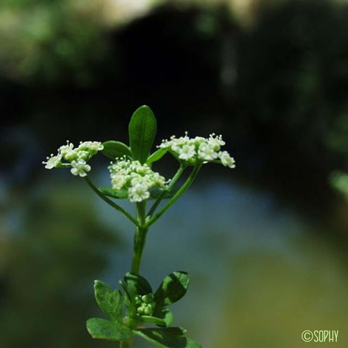 Ache odorante - Apium graveolens