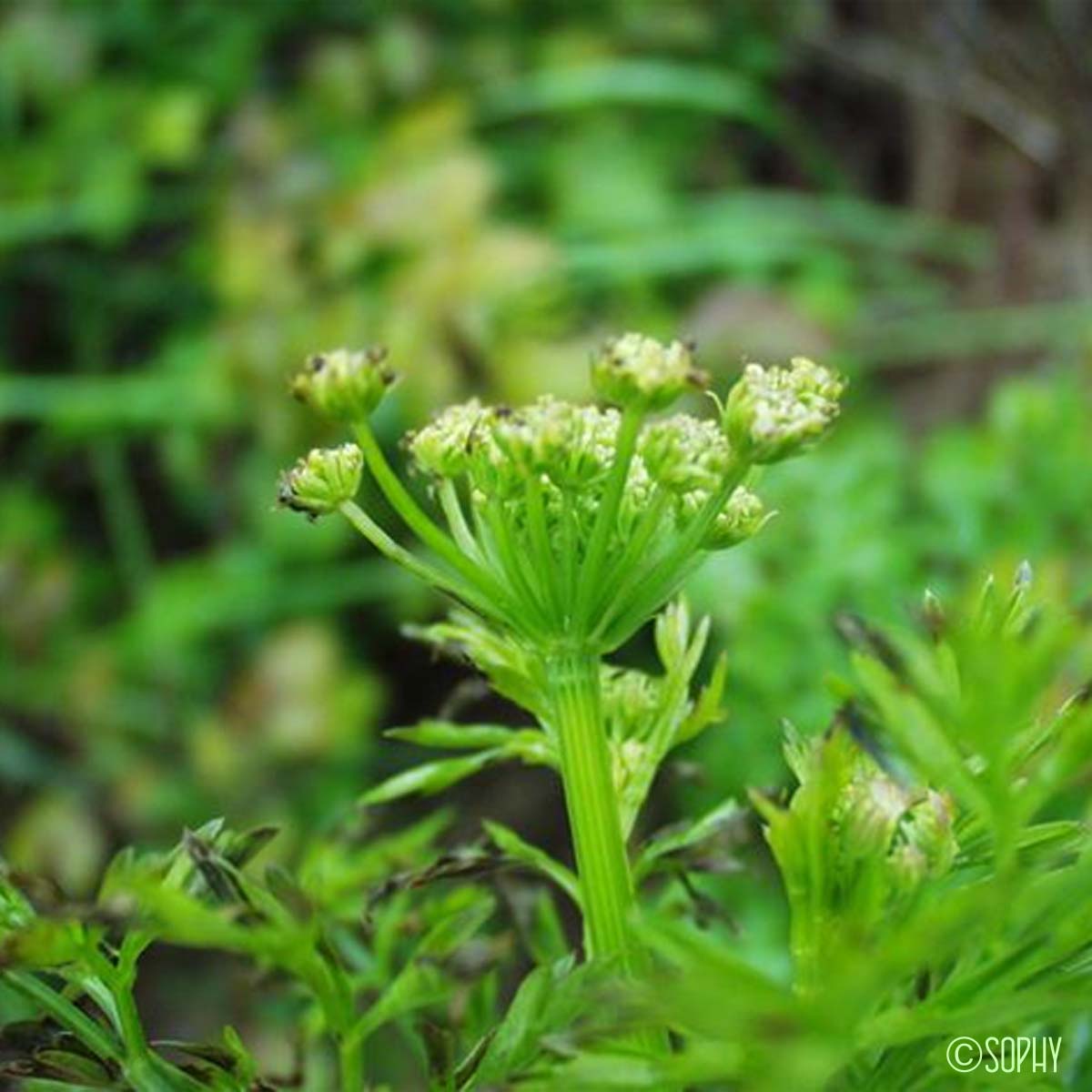 Ache odorante - Apium graveolens