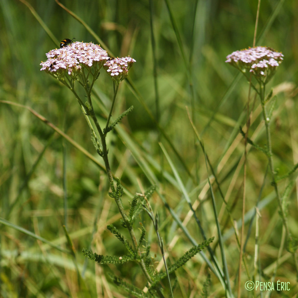 Achillée millefeuille - Achillea millefolium