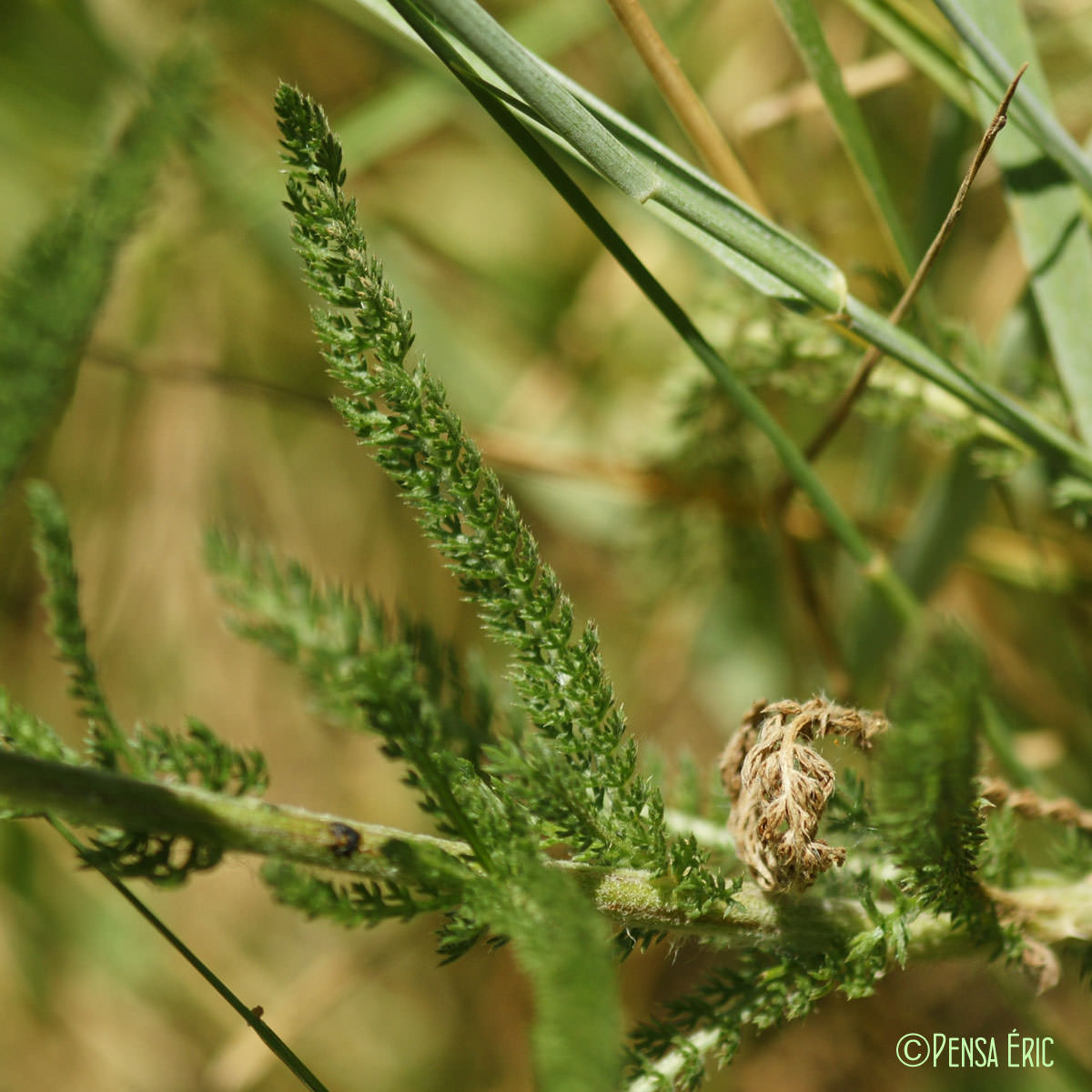 Achillée millefeuille - Achillea millefolium