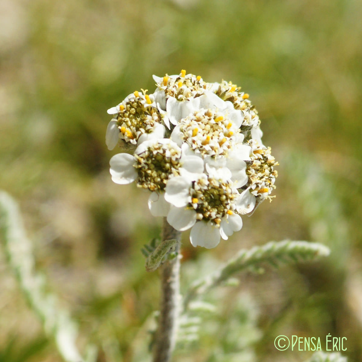 Achillée naine - Achillea nana