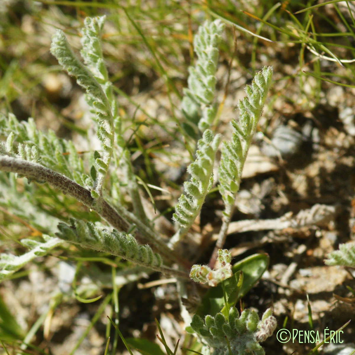 Achillée naine - Achillea nana