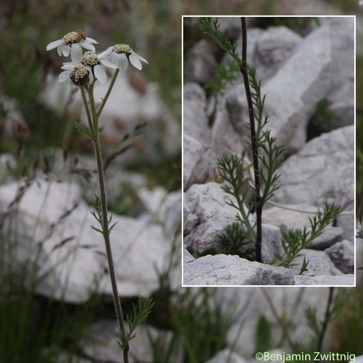 Achillée noirâtre - Achillea atrata