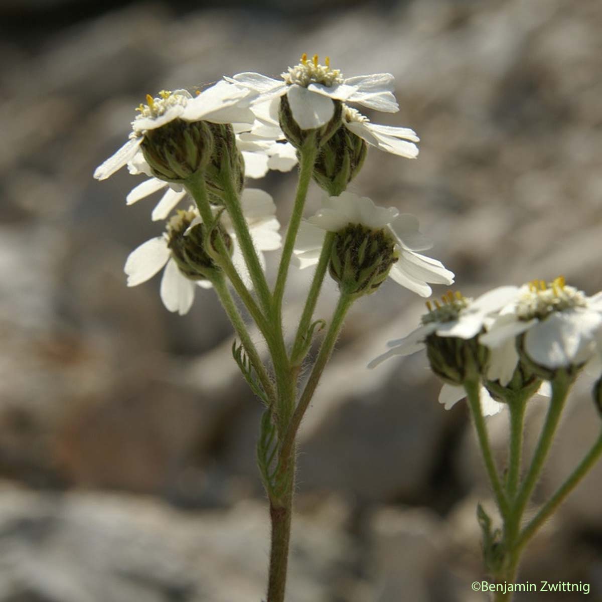 Achillée noirâtre - Achillea atrata