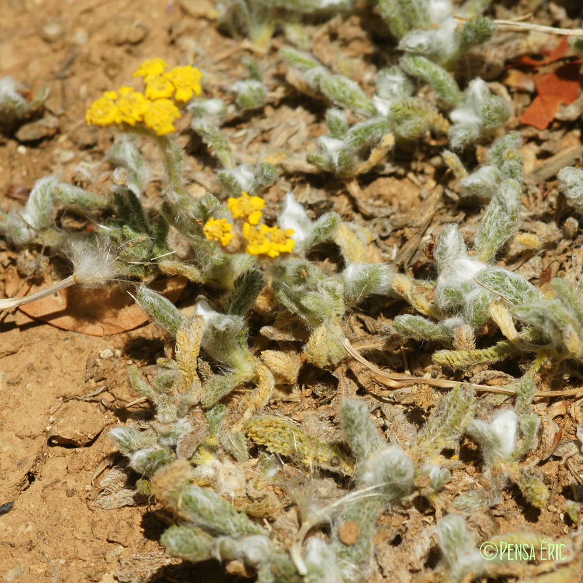 Achillée tomenteuse - Achillea tomentosa