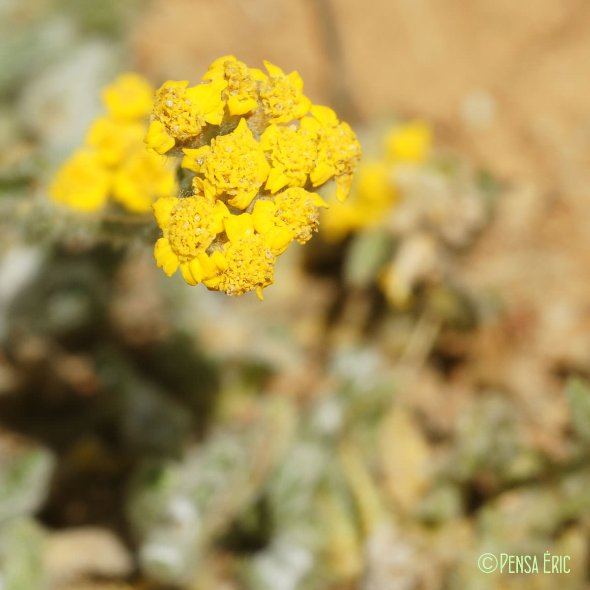 Achillée tomenteuse - Achillea tomentosa