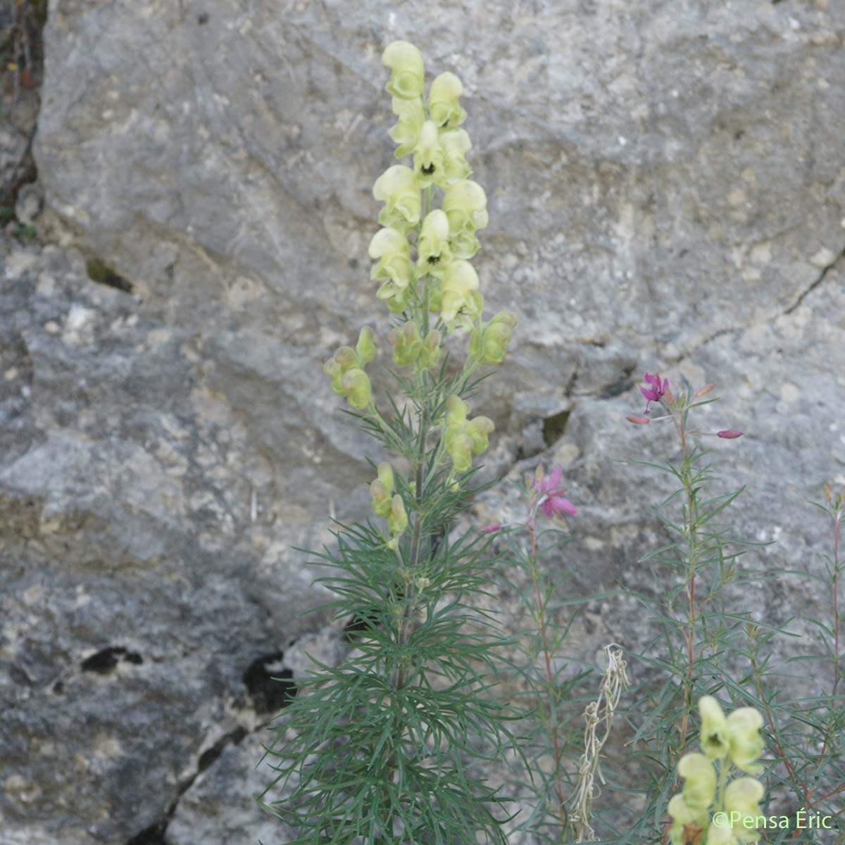 Aconit anthore - Aconitum anthora