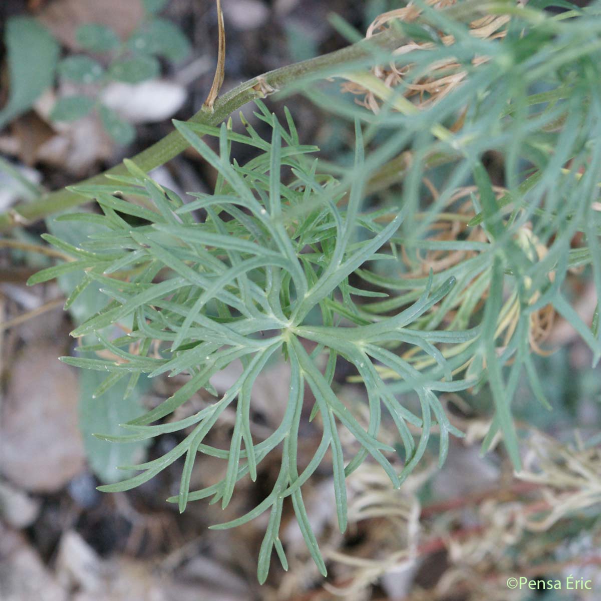 Aconit anthore - Aconitum anthora