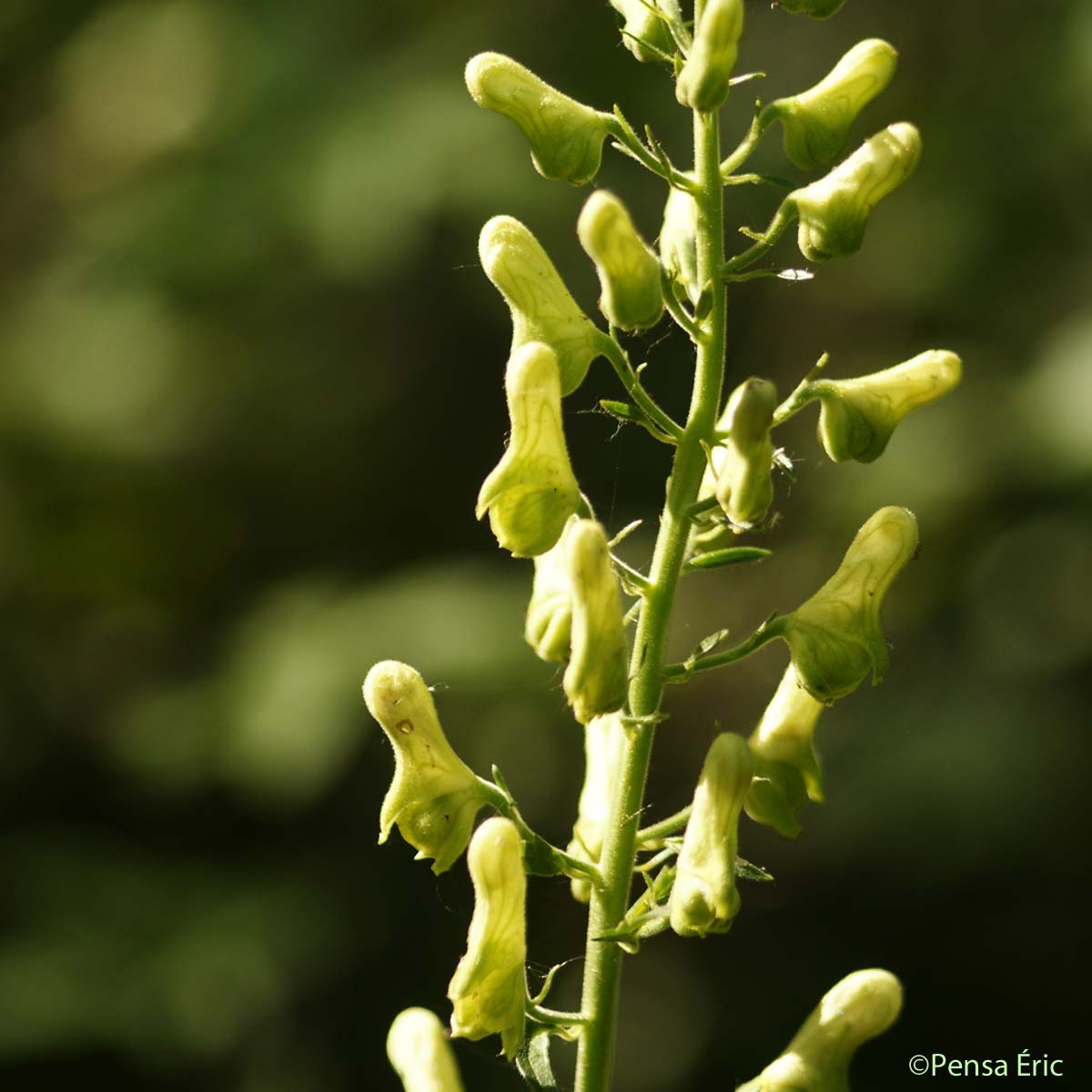 Aconit de Naples - Aconitum lycoctonum subsp. neapolitanum