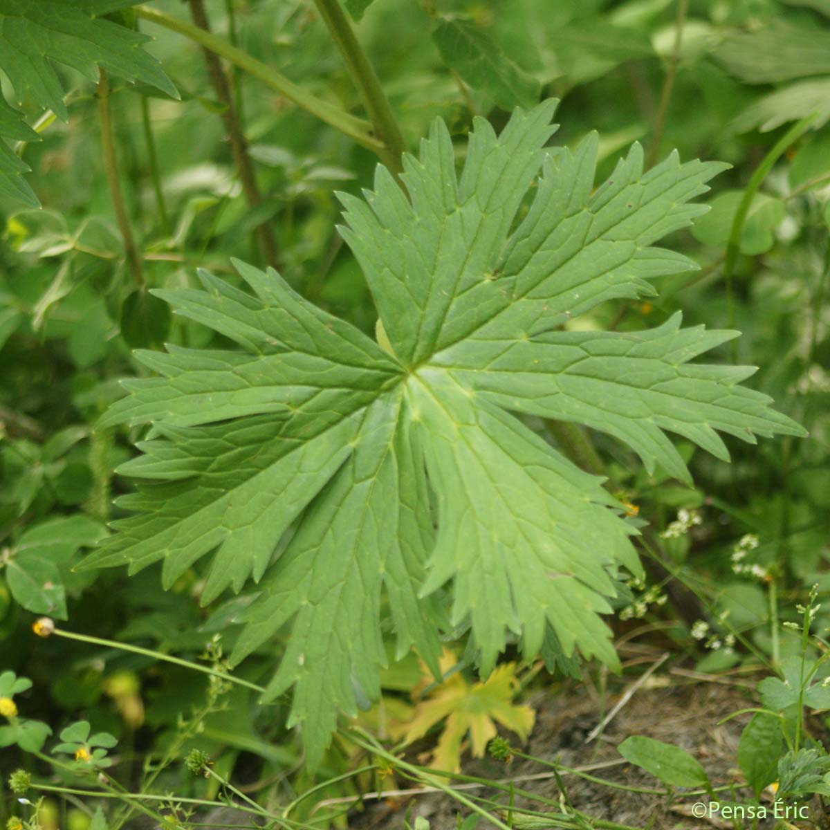 Aconit de Naples - Aconitum lycoctonum subsp. neapolitanum