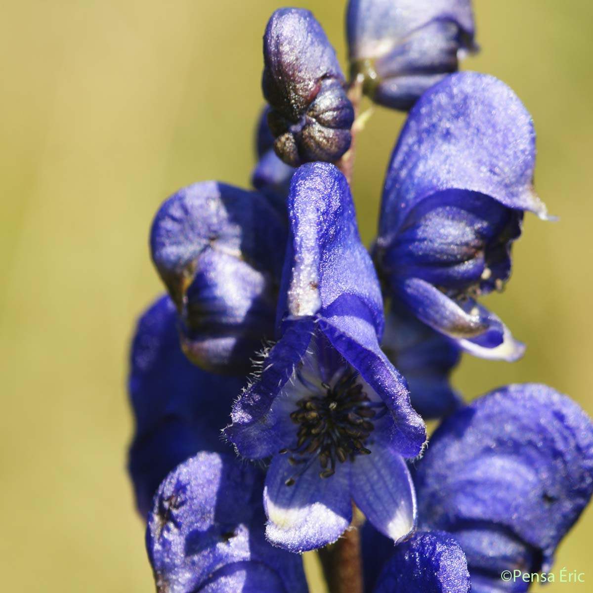 Aconit vulgaire - Aconitum vulgare