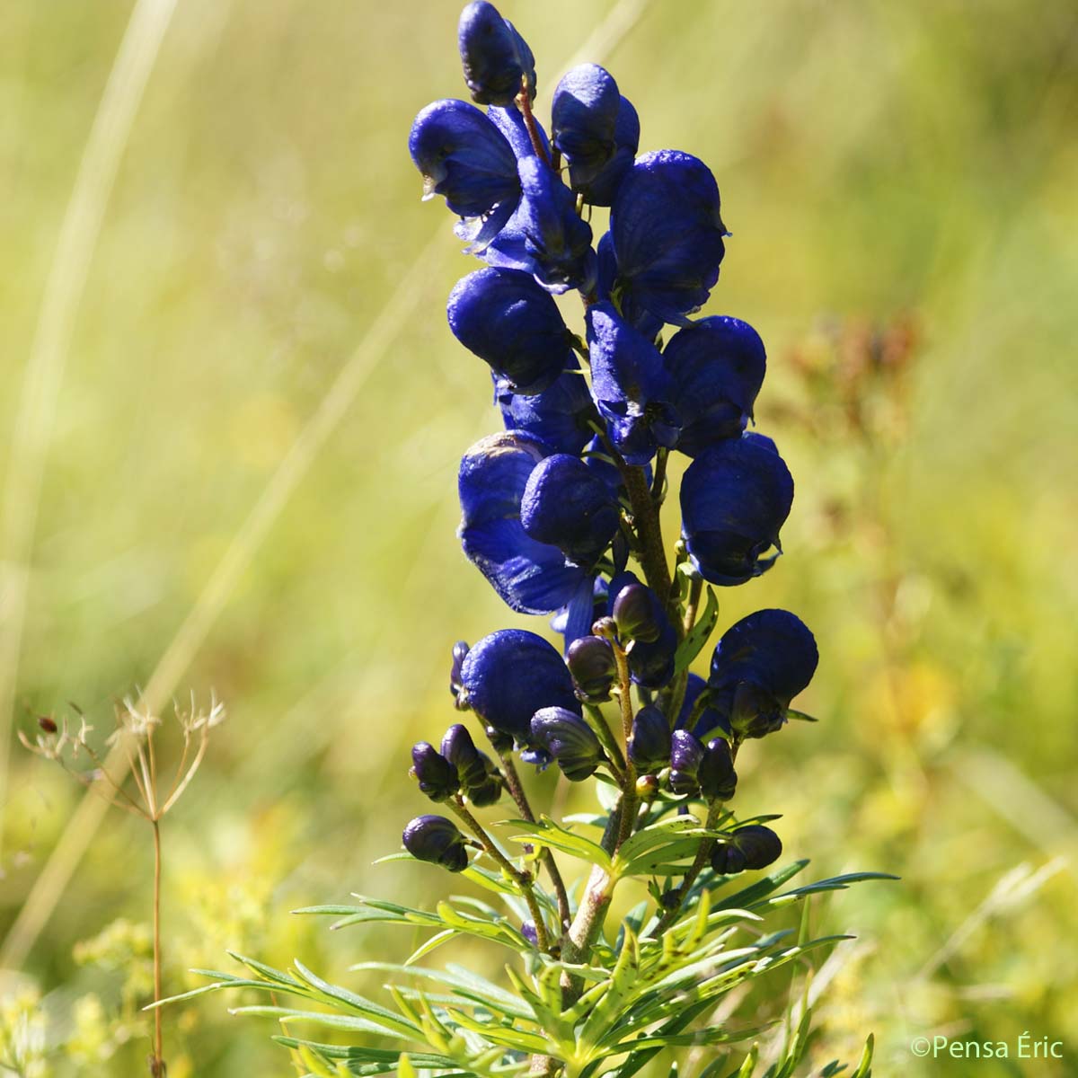Aconit vulgaire - Aconitum vulgare