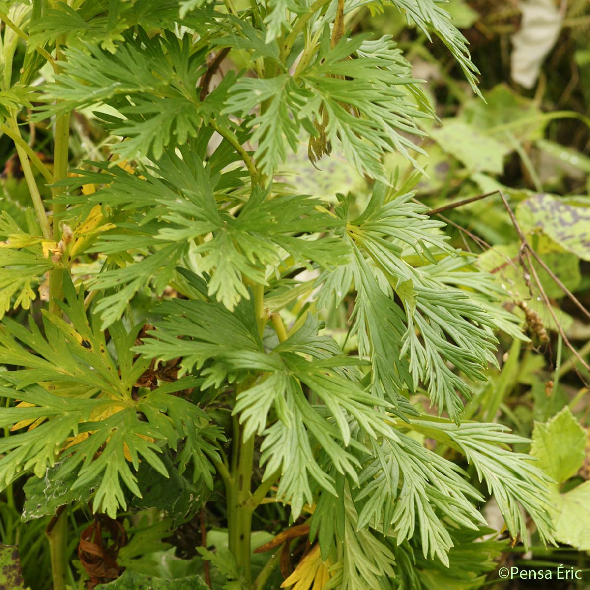 Aconit vulgaire - Aconitum napellus subsp. vulgare