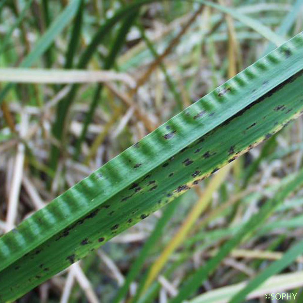 Acore odorant - Acorus calamus