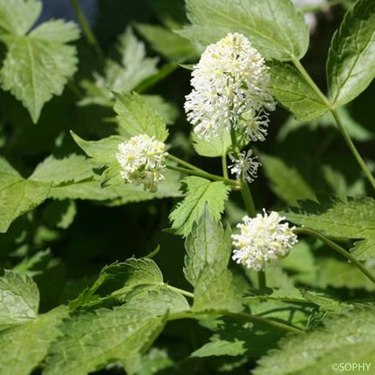 Actée en épi - Actaea spicata