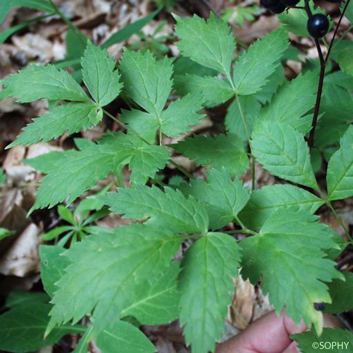 Actée en épi - Actaea spicata