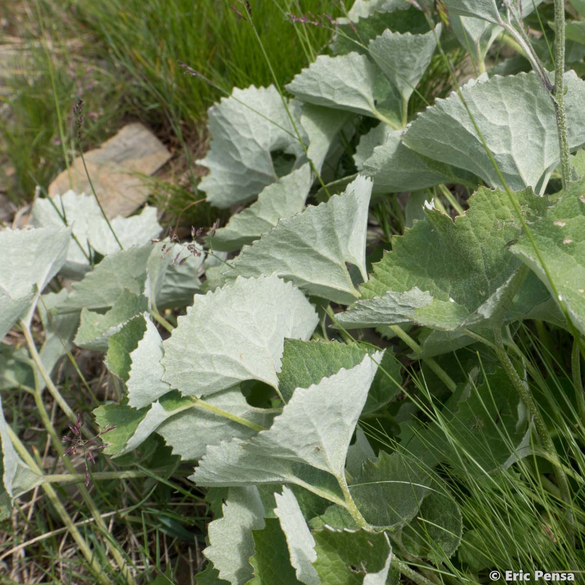 Adénostyle à feuilles blanches - Adenostyles leucophylla