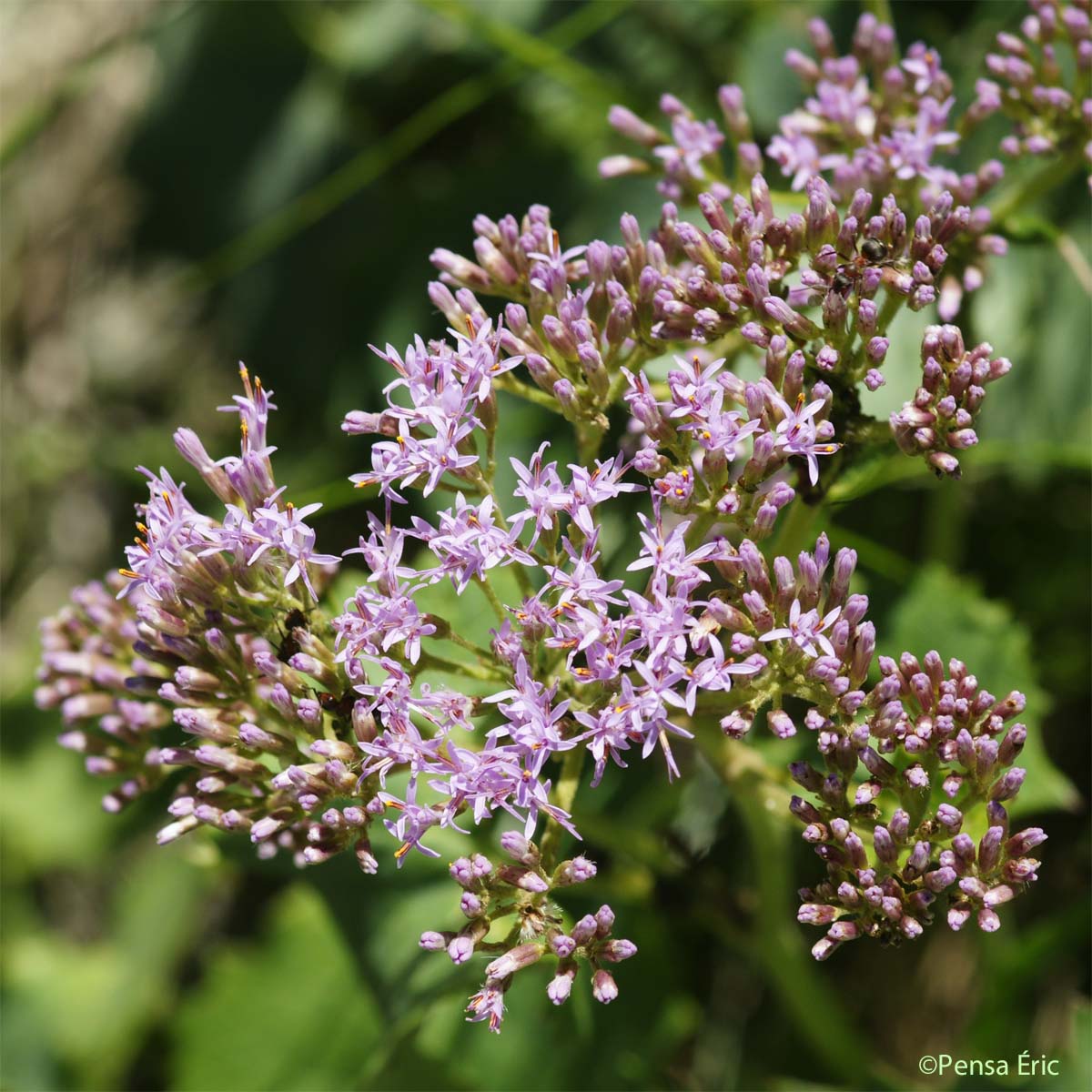 Adénostyle des Alpes - Adenostyles alpina subsp. alpina