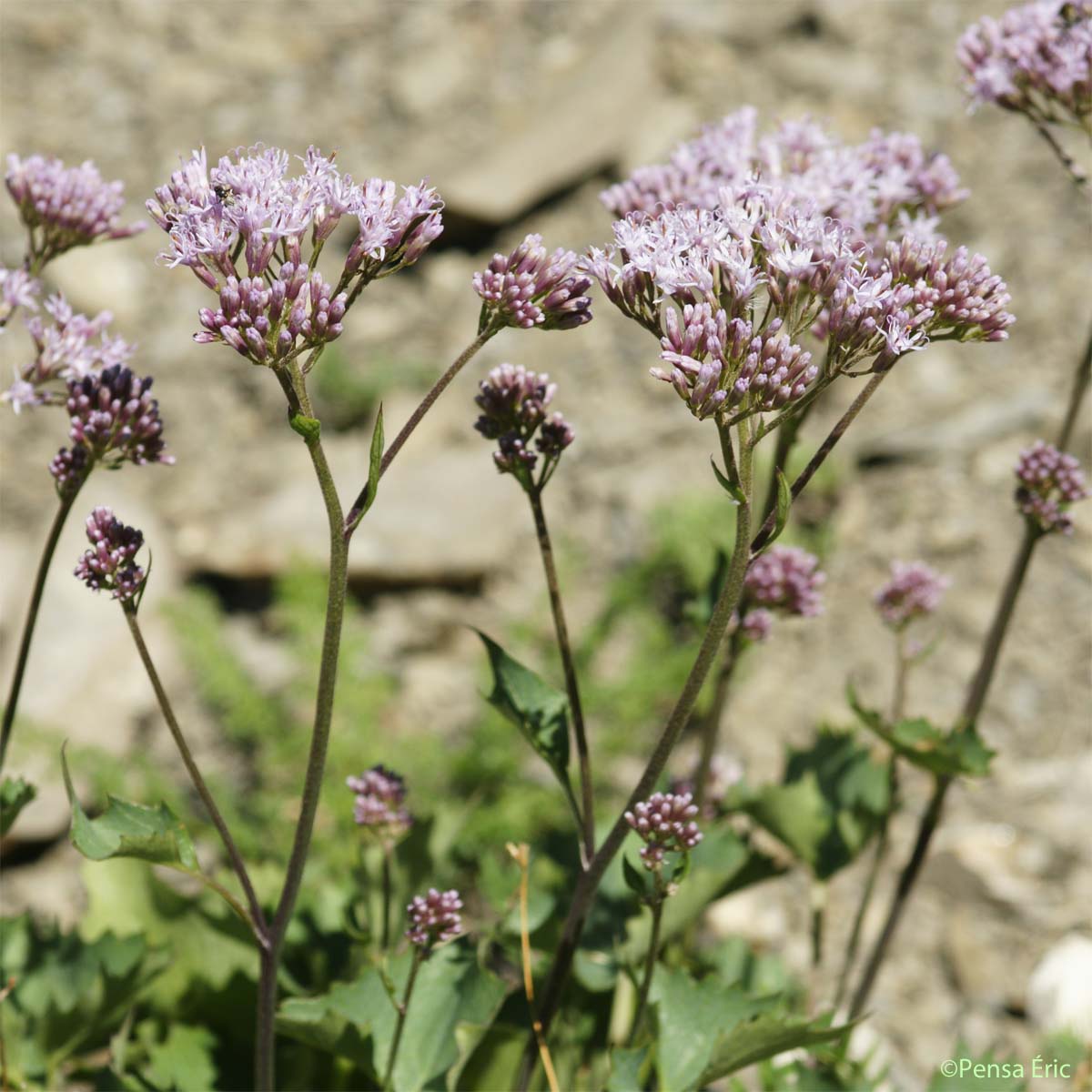 Adénostyle des Alpes - Adenostyles alpina subsp. alpina