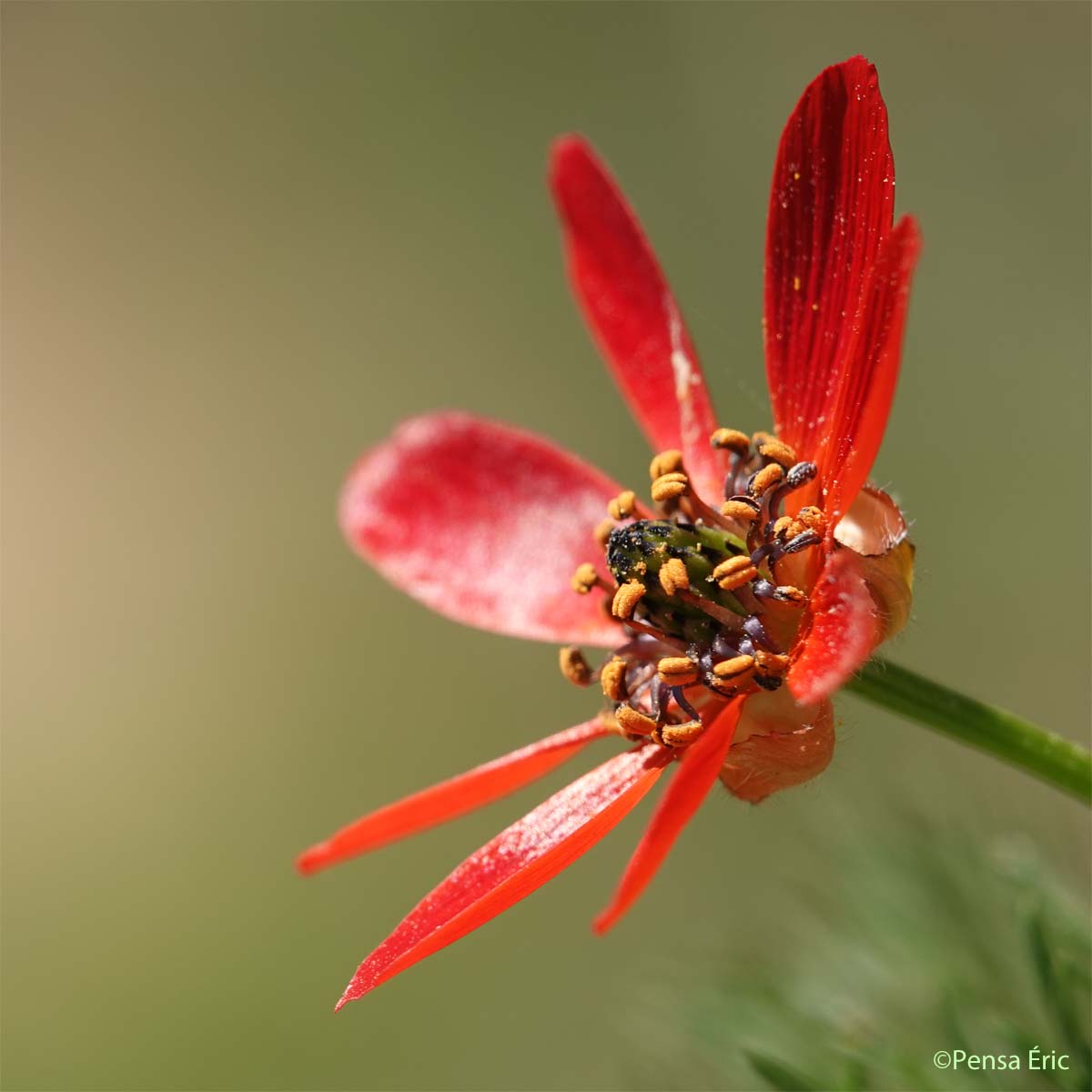 Adonis couleur de feu - Adonis flammea