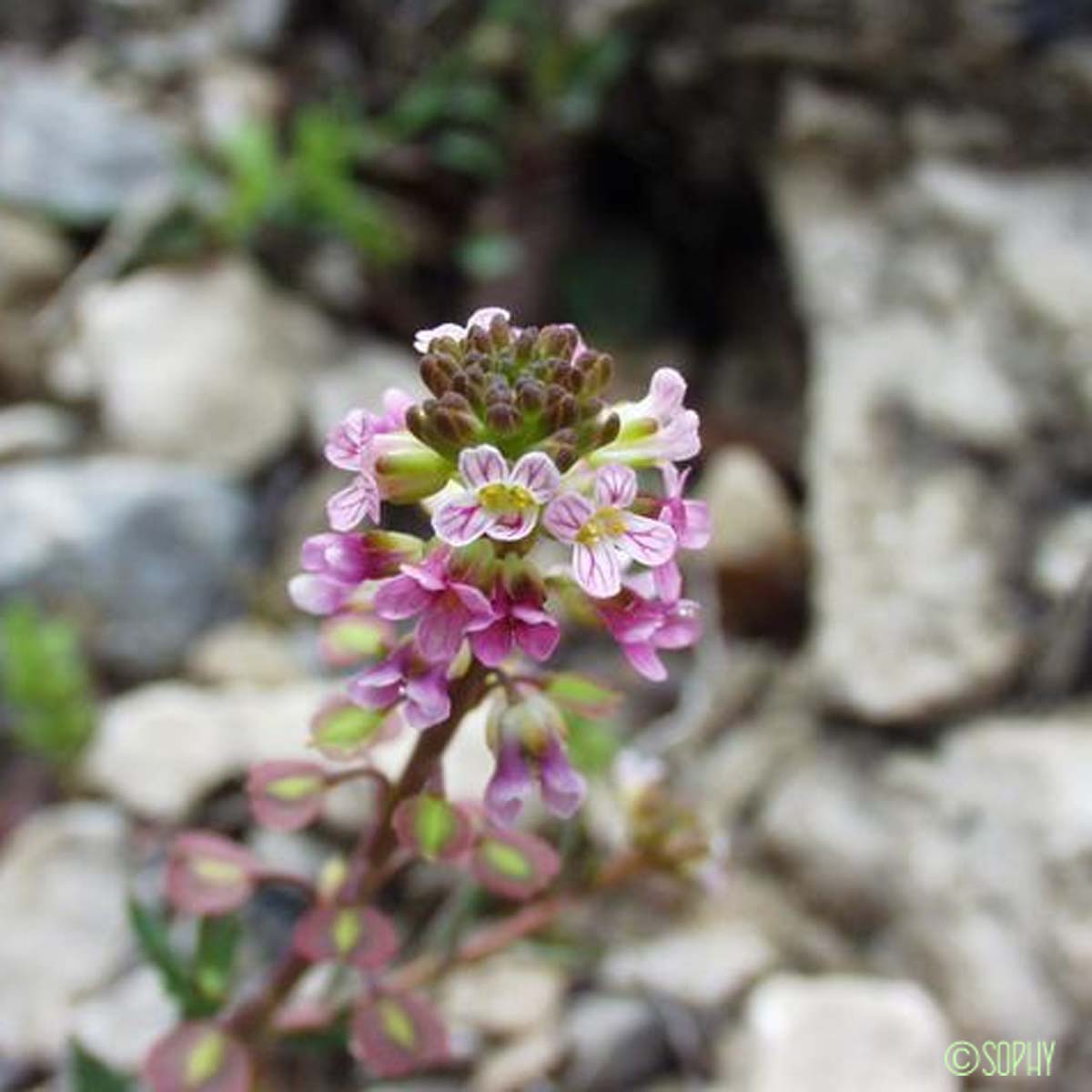 Aéthionéma des rochers - Aethionema saxatile