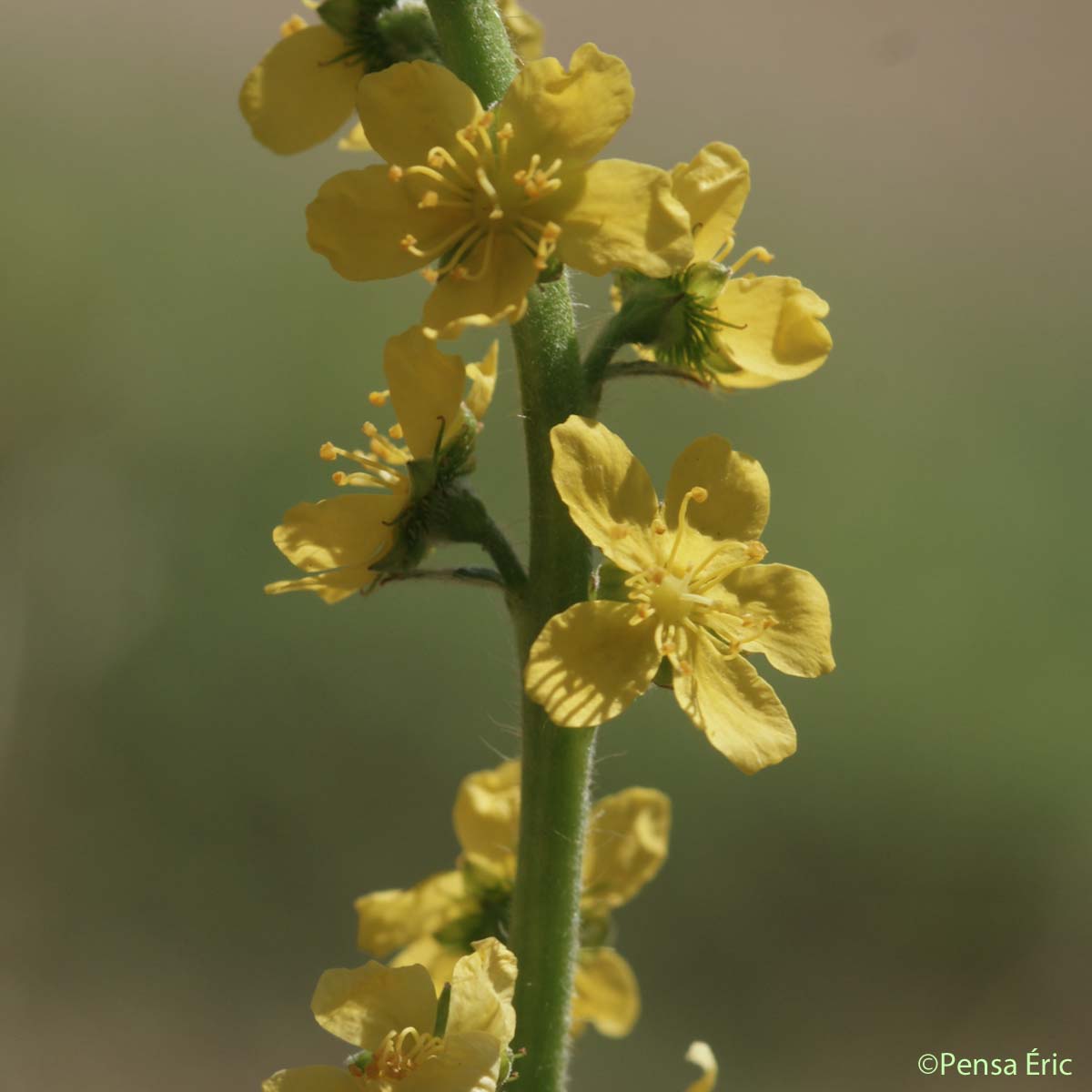 Aigremoine Eupatoire - Agrimonia eupatoria subsp. grandis