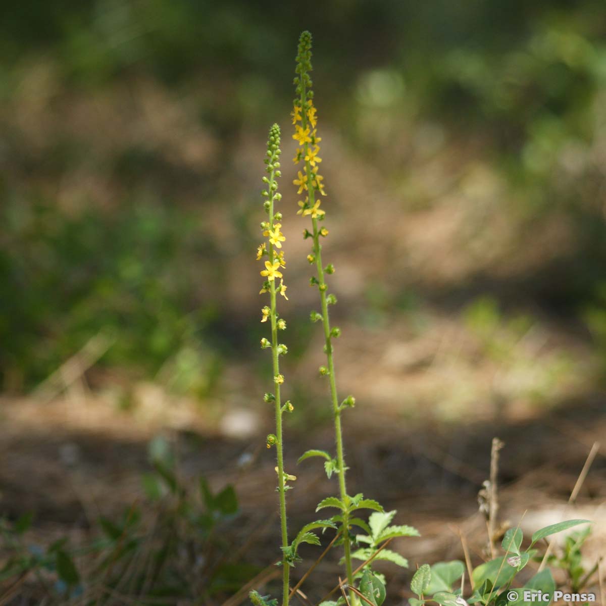 Aigremoine élevée - Agrimonia procera