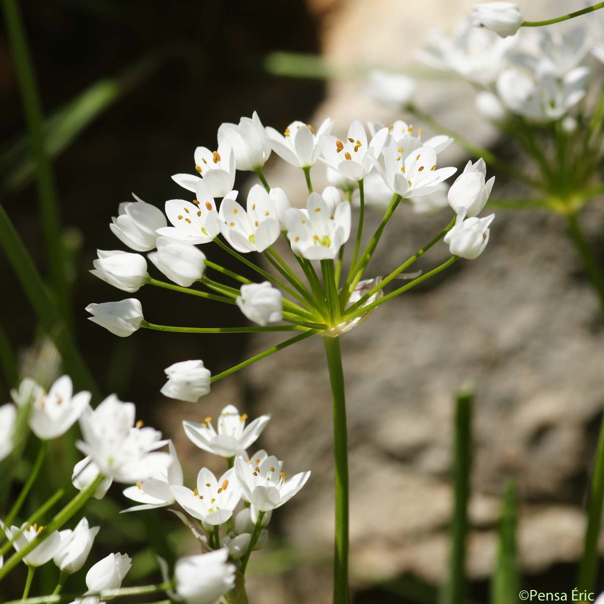 Ail cilié - Allium subhirsutum subsp. subhirsutum