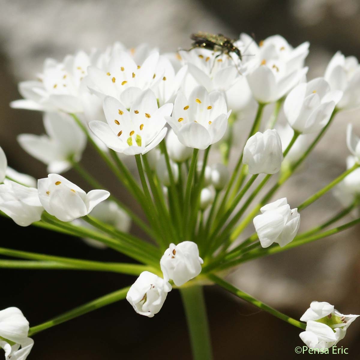 Ail cilié - Allium subhirsutum subsp. subhirsutum