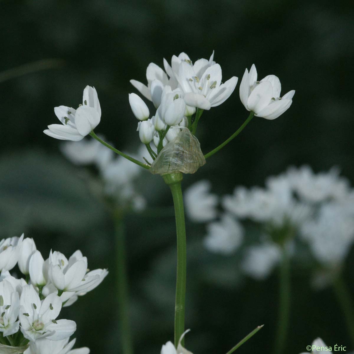 Ail de Naples - Allium neapolitanum