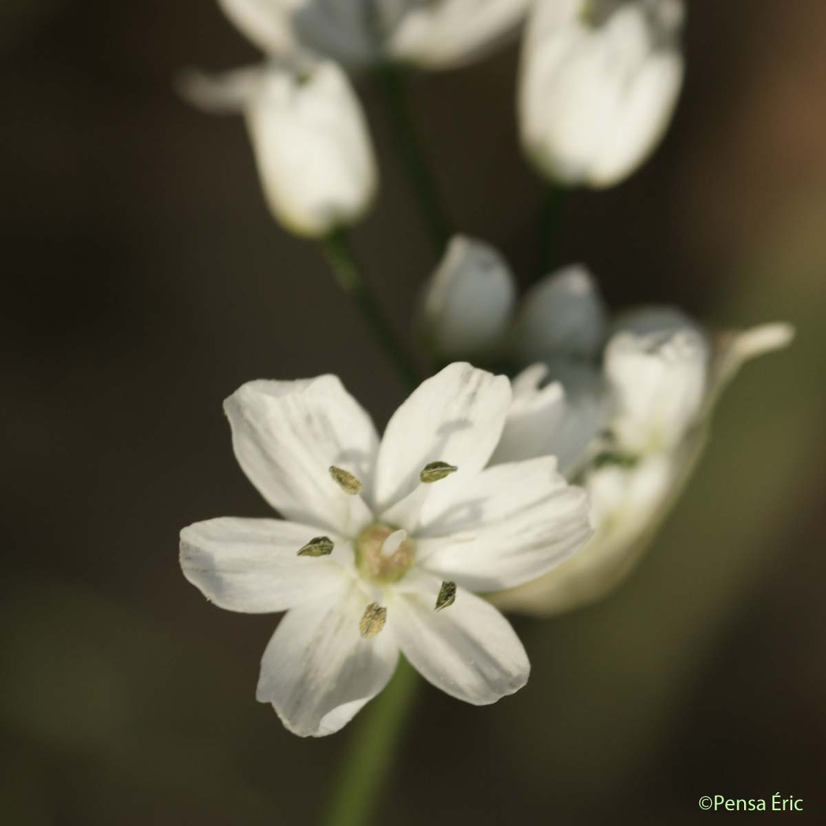 Ail de Naples - Allium neapolitanum