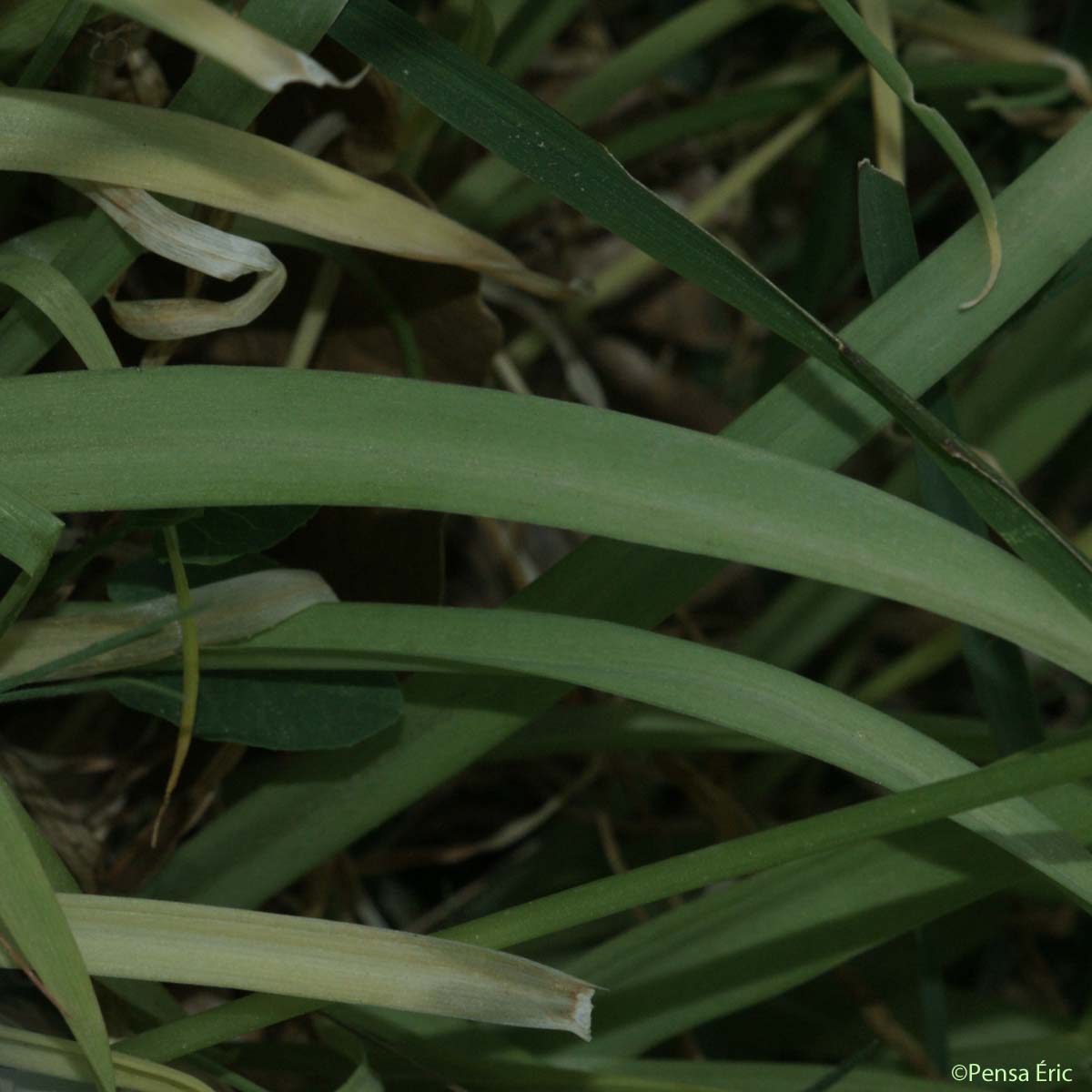 Ail de Naples - Allium neapolitanum