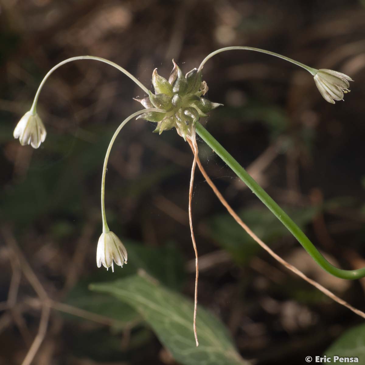 Ail des champs - Allium oleraceum