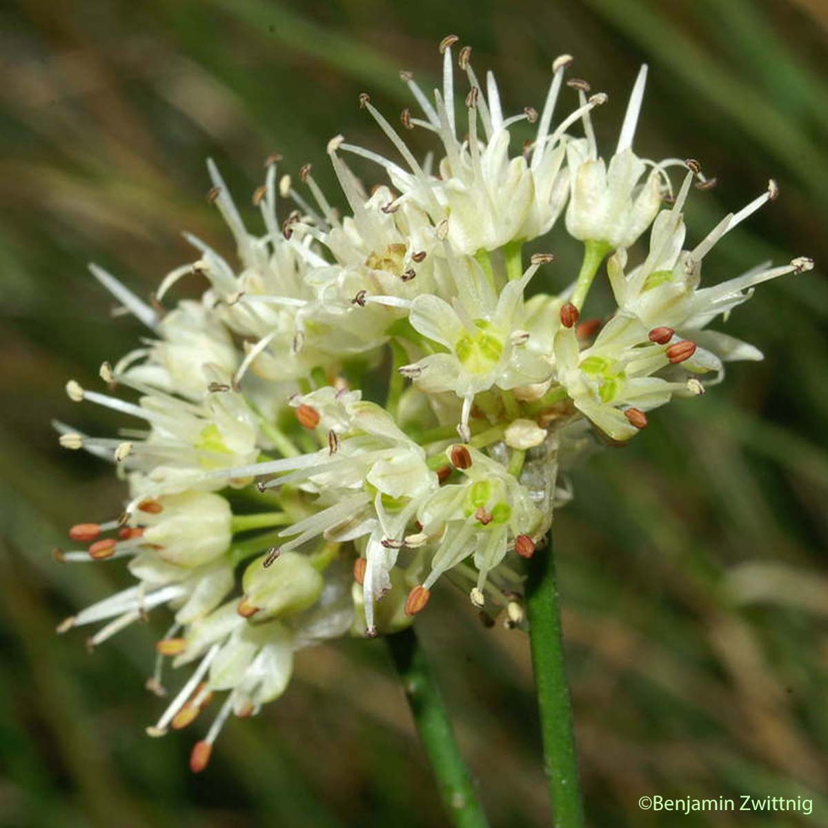 Ail des landes - Allium ericetorum