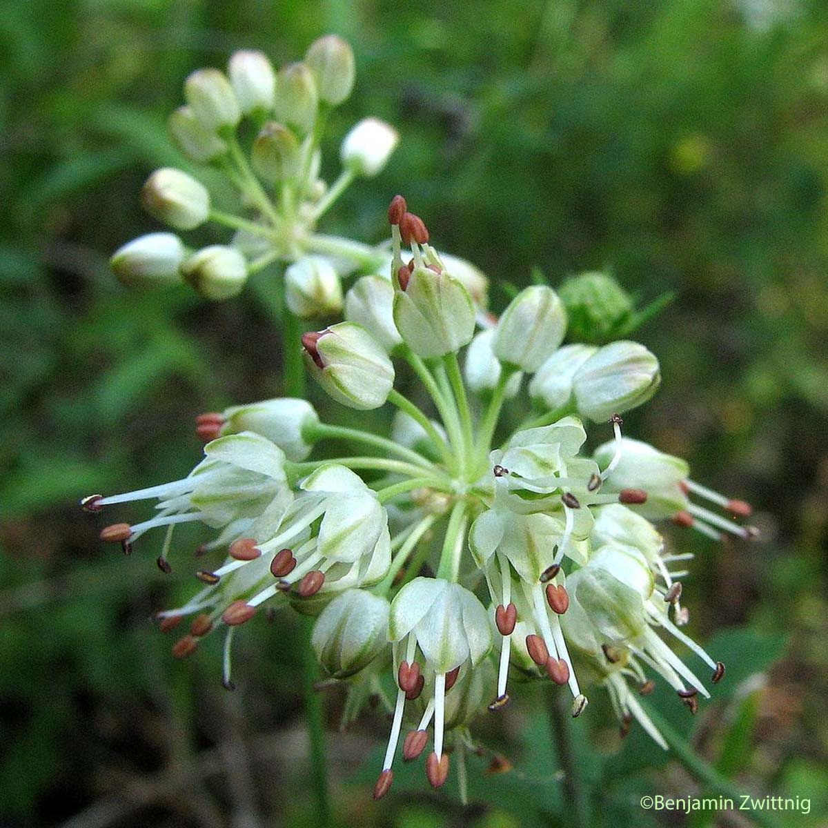 Ail des landes - Allium ericetorum