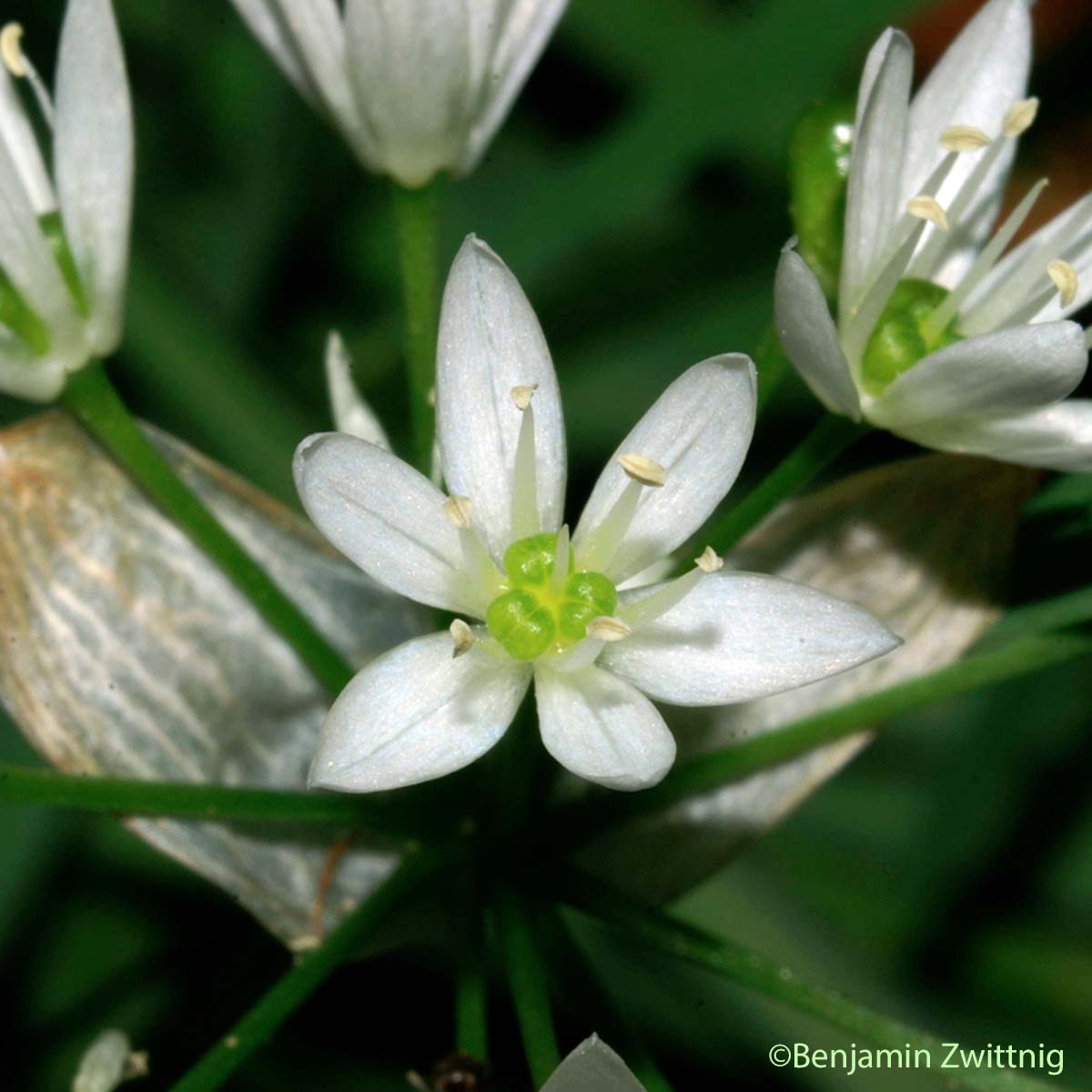 Ail des ours - Allium ursinum