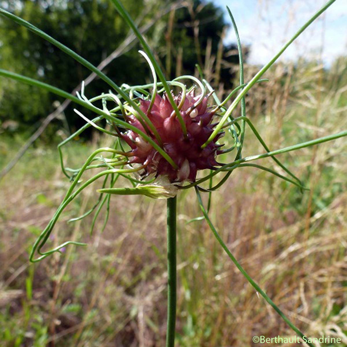 Ail des vignes - Allium vineale