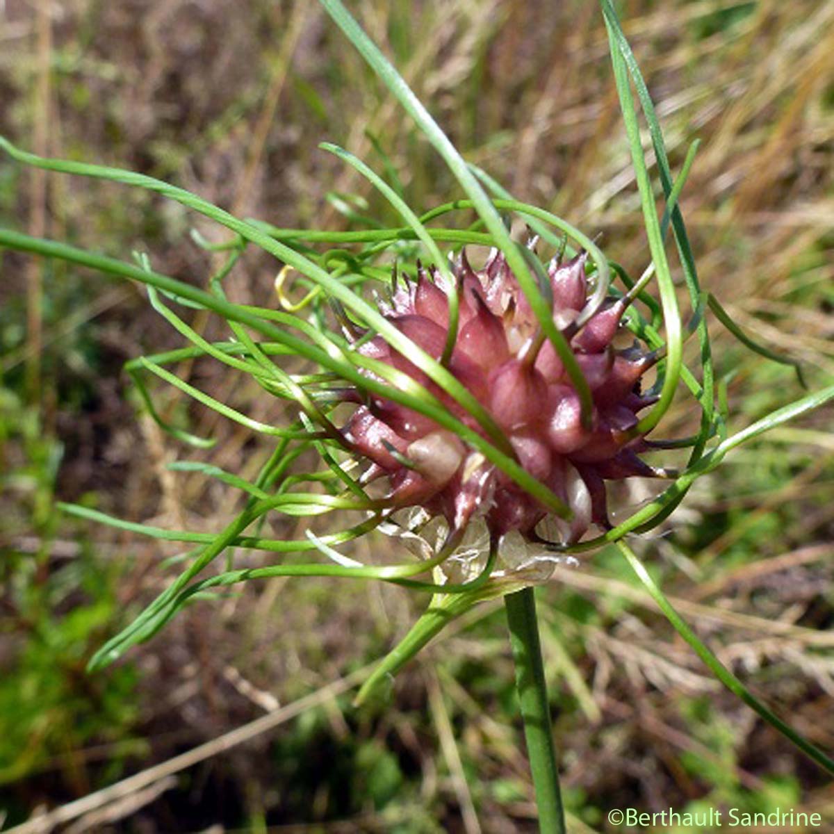 Ail des vignes - Allium vineale