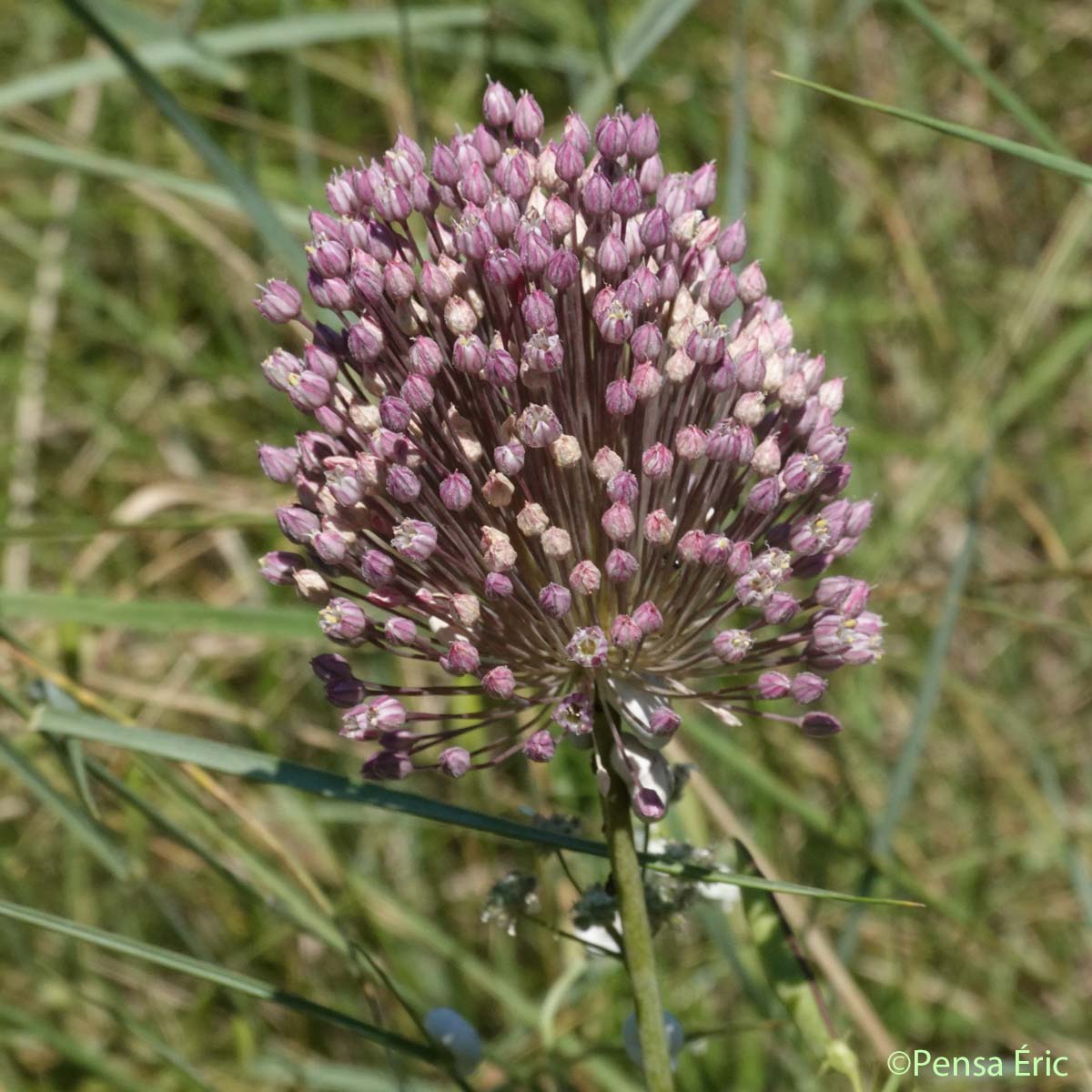 Ail Faux-Poireau - Allium ampeloprasum