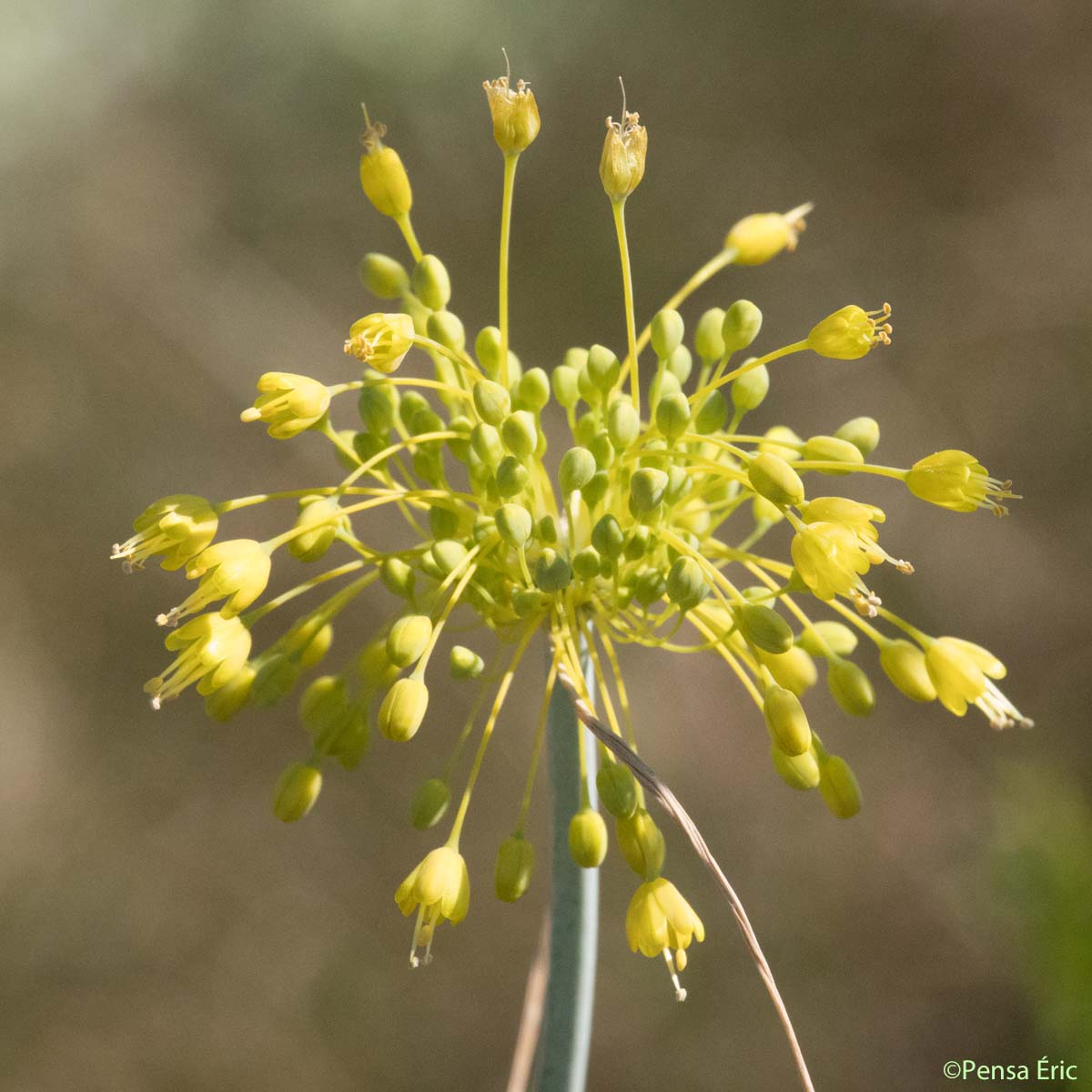 Ail jaune - Allium flavum