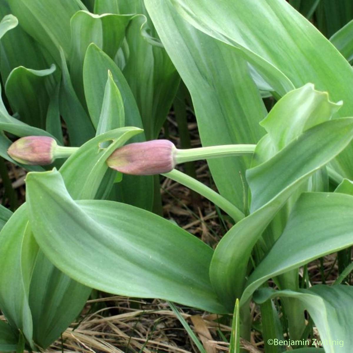 Ail victorial - Allium victorialis