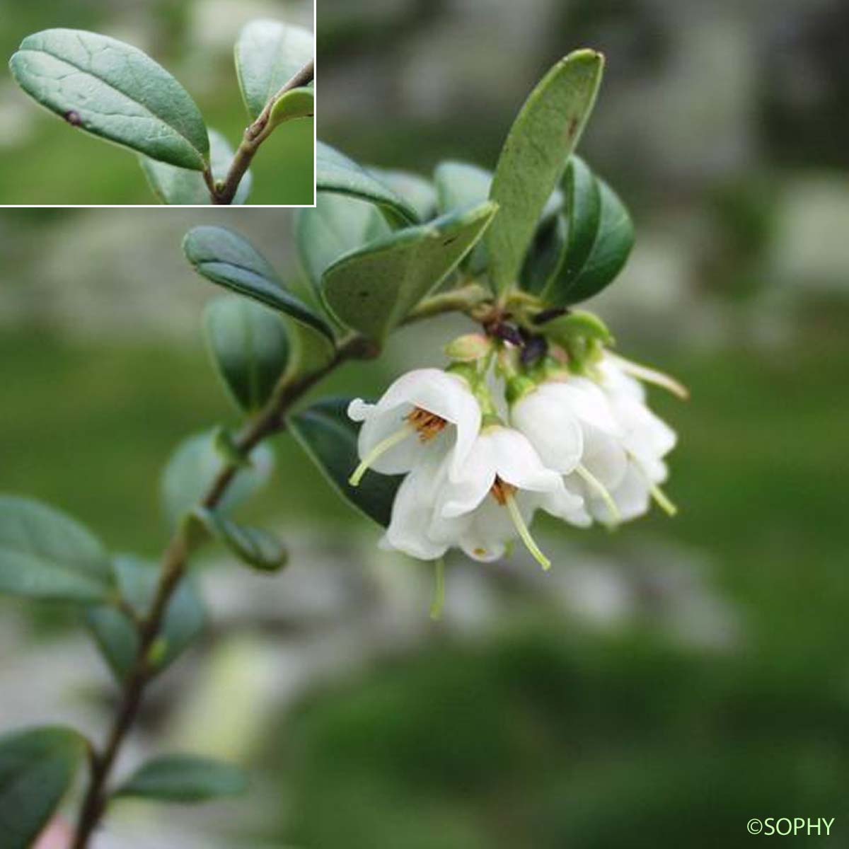 Airelle du mont Ida - Vaccinium vitis-idaea