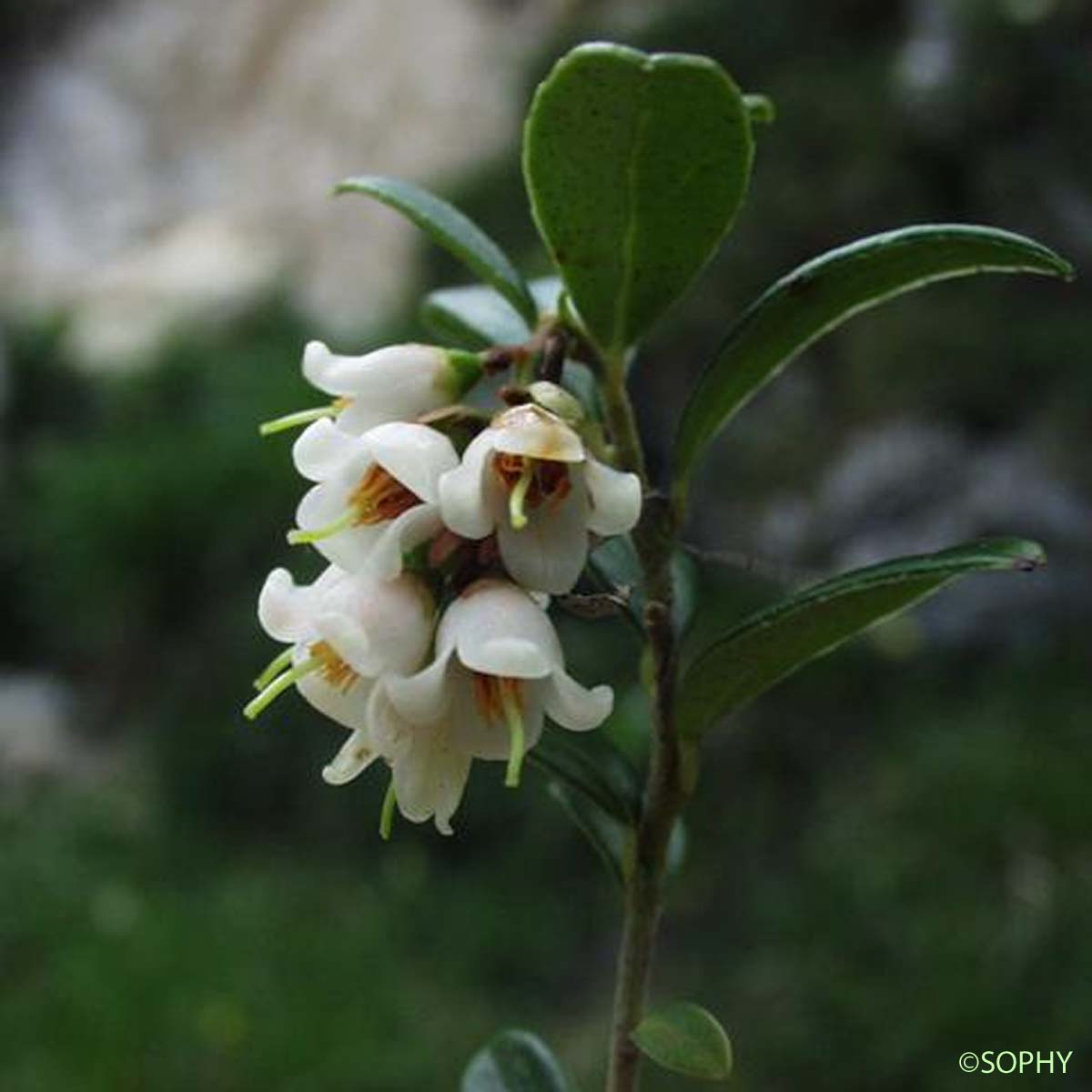 Airelle du mont Ida - Vaccinium vitis-idaea