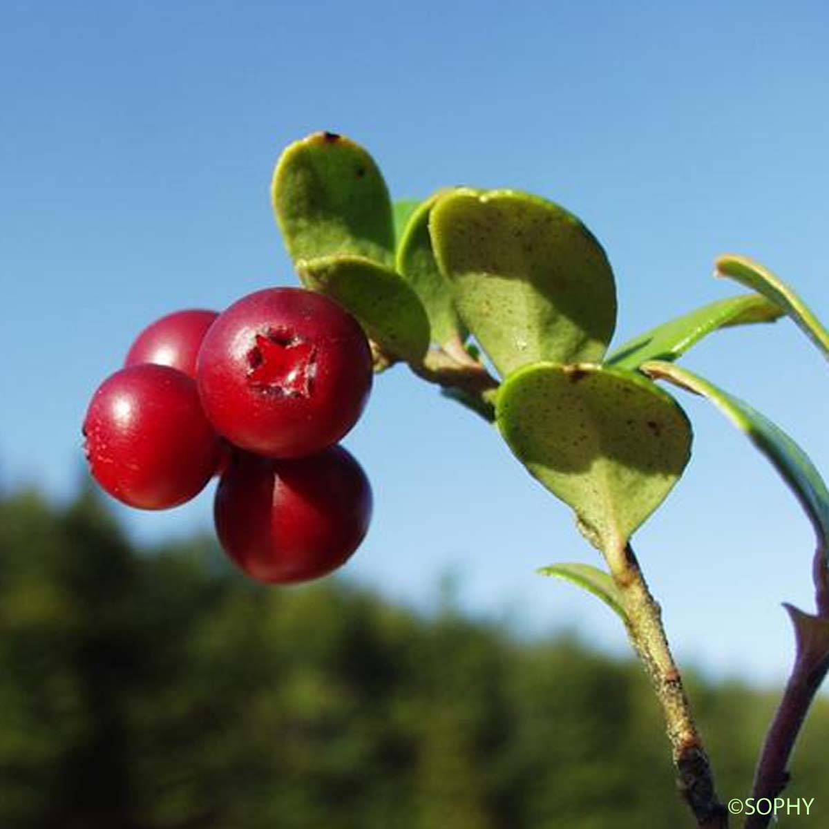 Airelle du mont Ida - Vaccinium vitis-idaea