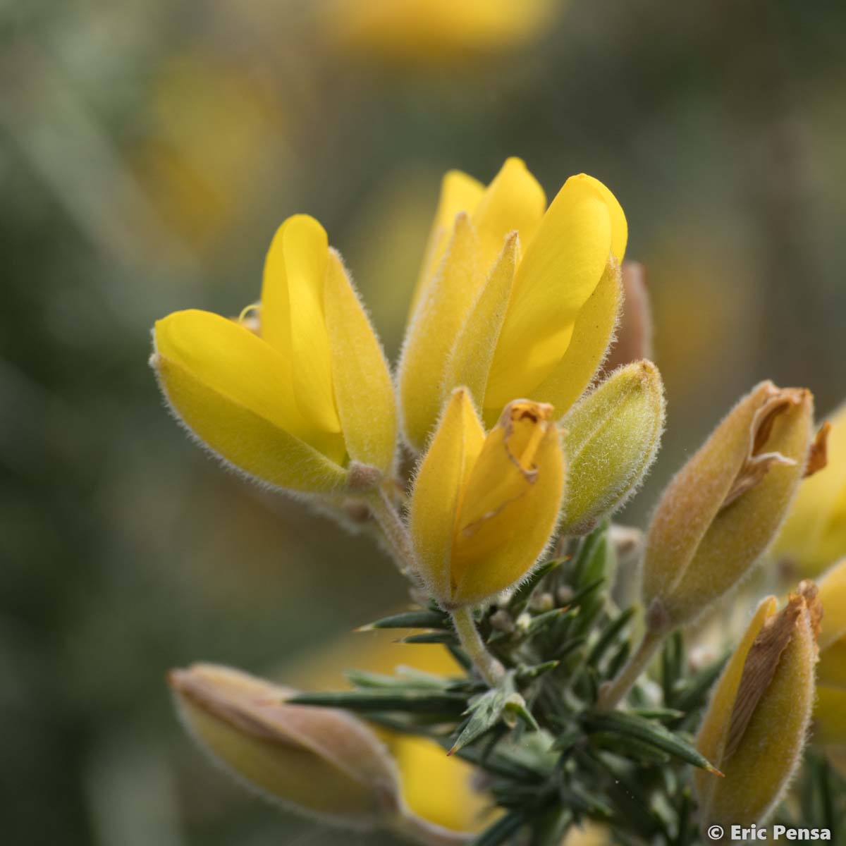 Ajonc d'Europe - Ulex europaeus