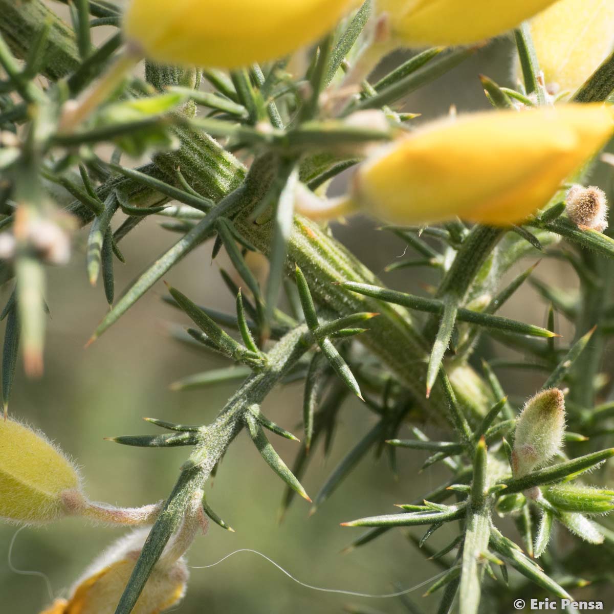 Ajonc d'Europe - Ulex europaeus