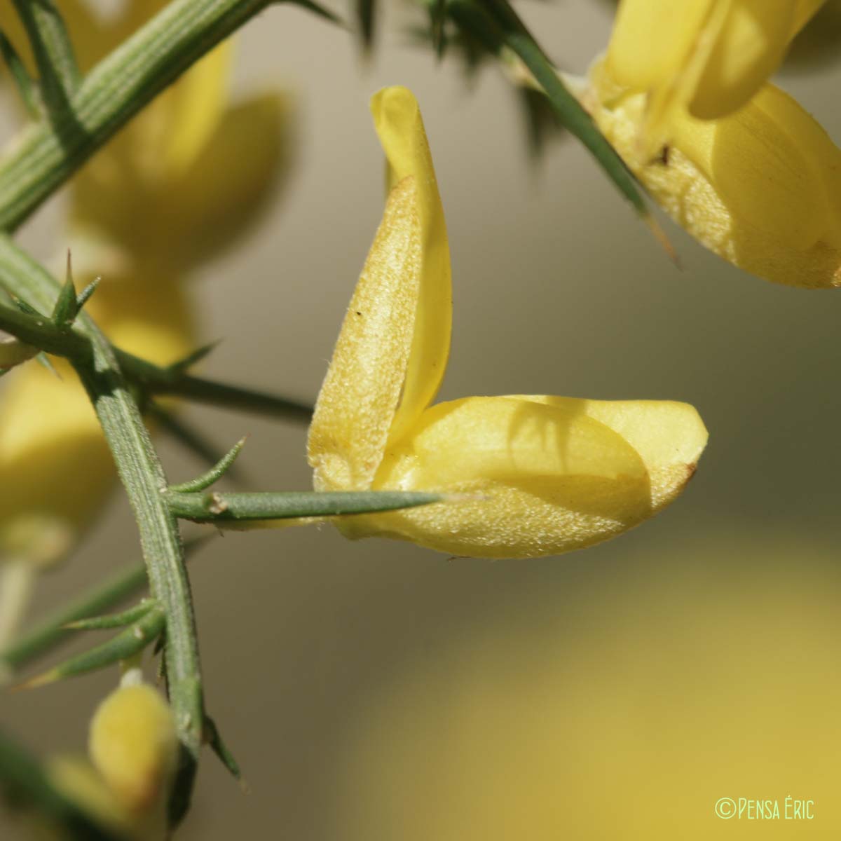 Ajonc de Provence - Ulex parviflorus subsp. parviflorus