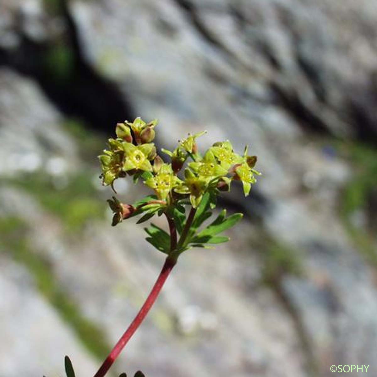 Alchémille à cinq folioles - Alchemilla pentaphyllea